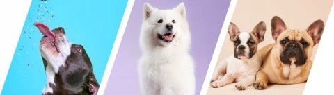 2Dog Cygara ZAJĄC 1 kg